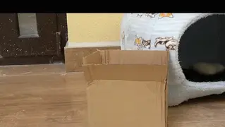 YT955 在绳缚世界观中，拆快递是一定会出点事的