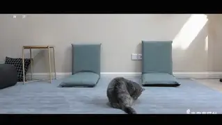 YT994 ★半岛家的猫你也敢惹