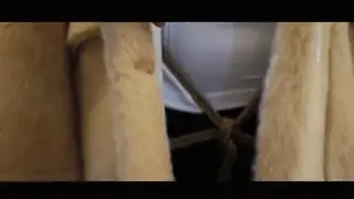 YT1291 海语驷马回家记