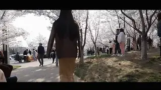 YT1967 人山人海的樱花节社牛现场