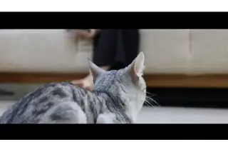 YT2428 猫和女人的故事