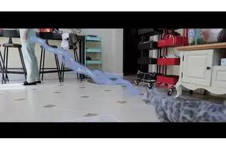 YT2441 兽医与猫